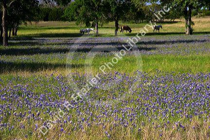 Horses graze in a field with blue bonnet flowers near Lampasas, Texas.