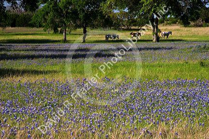 Horses graze in a field with blue bonnet flowers near Lampasas, Texas.