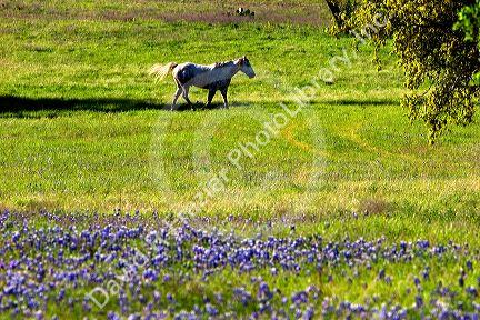 Horses graze in a field with blue bonnet flowers near Lampasas, Texas.