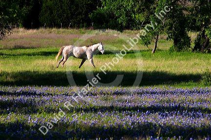 Horses graze in a field with blue bonnet flowers near Lampasas, Texas.