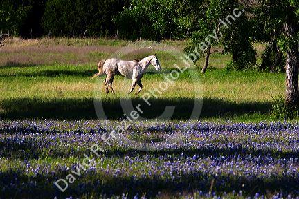 Horses graze in a field with blue bonnet flowers near Lampasas, Texas.
