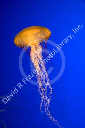 Jelly fish swim in an underwater display at the Monterey Bay Aquarium, Monterey, California.