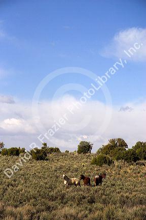 Free roaming horses in New Mexico graze in the sage brush covered desert.