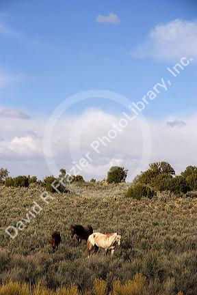 Free roaming horses in the sage covered desert of Northern New Mexico.