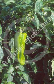 Anaheim pepper on the plant in the everglades near Homestead, Florida.
