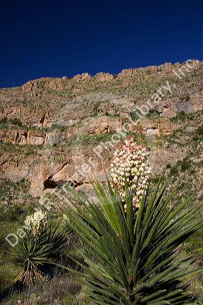 Large blossom on a yucca plant in Carlsbad Caverns National Park, New Mexico.