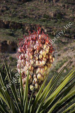 Large blossom on a yucca plant in Carlsbad Caverns National Park, New Mexico.