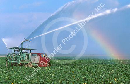 Yellow squash blossoms and plants being watered with irrigation pumps on trucks in the everglades near Homestead, Florida.