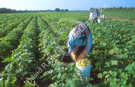 Hispanic workers harvest or pick yellow squash in the everglades near Homestead, Florida.