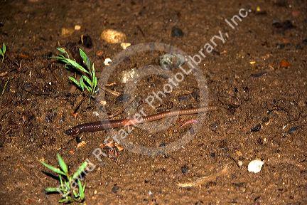 Nightcrawler worm emerging from hole.  