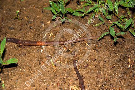 Earthworm.