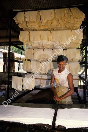 Rubber processing in Malaysia.  Latex is cut into sheets prior to smoking and curing.