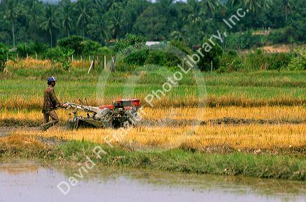 Farmer uses a two wheel tractor on a rice field in Malaysia.