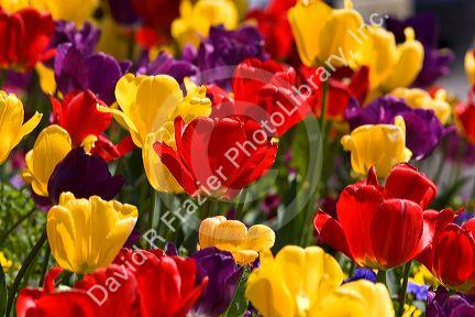 A flower garden full of tulips and pansies.