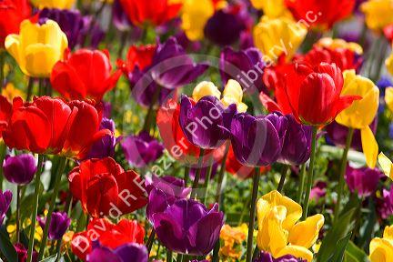 A flower garden full of tulips and pansies.