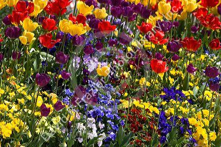 A flower garden full of tulips and pansies.