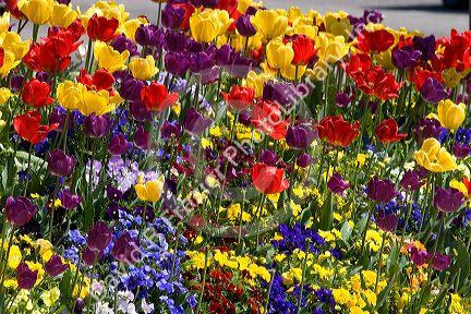 A flower garden full of tulips and pansies.