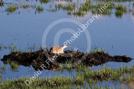 Sandhill crane nesting on the Camas Prairie of idaho.