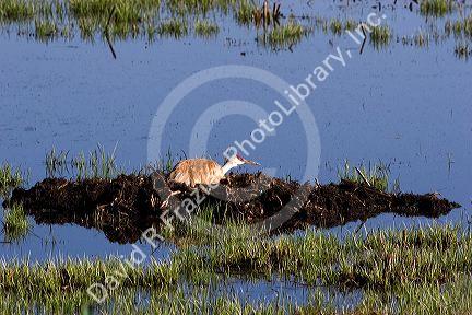 Sandhill crane nesting on the Camas Prairie of idaho.