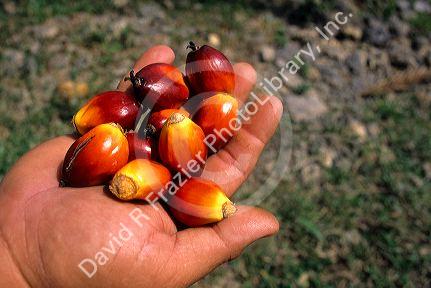 Fruit from a palm oil tree in Malaysia.