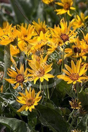 Mules ear balsam root wildflower in Idaho.