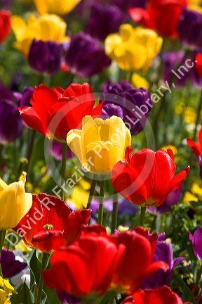 A flower bed full of tulips.