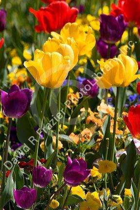 A flower garden full of tulips and pansies.