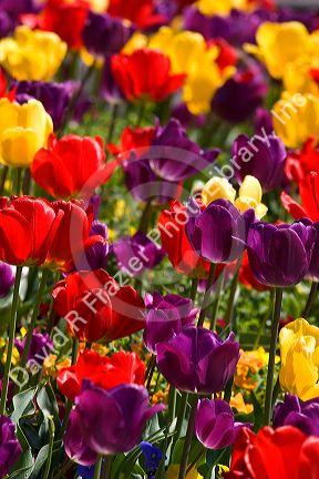 A flower garden full of tulips and pansies.