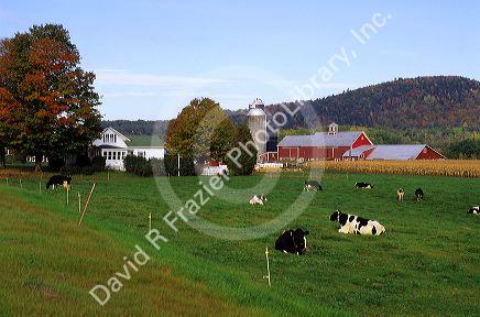Dairy farm near Jeffersonville, Vermont.
