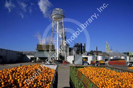 Oranges await processing on the back of a truck at a plant in central Florida.