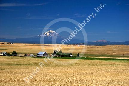Mt. Adams with farm in the foreground near Goldendale, Washington.