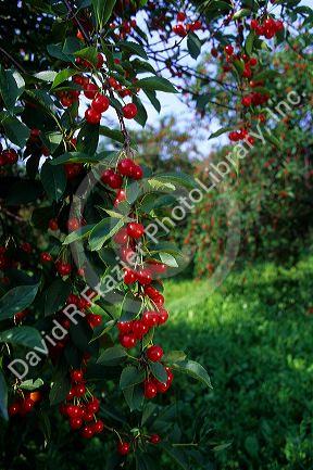Ripe cherries hang from the tree in Door County, Wisconsin.