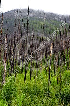 Okanagan National Forest 8 years after forest fire showing standing dead trees and new growth in British Columbia, Canada.