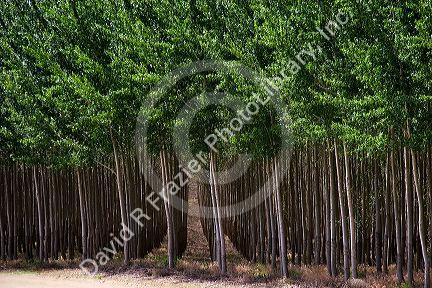 Cottonwood/poplar tree farm near Boardman, Oregon.