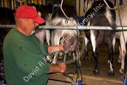 Milking goats at goat dairy near Kelowna, British Columbia, Canada.