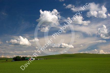 Eastern washington pea farm with rolling hills and clouds.