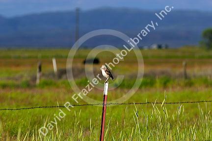 Burrowing owl on a fence post in Idaho.