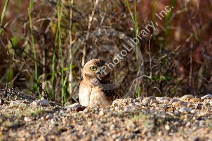 Burrowing owls peaking out of there homes in the ground in Idaho.
