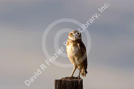 Burrowing owl on a fence post in Idaho.