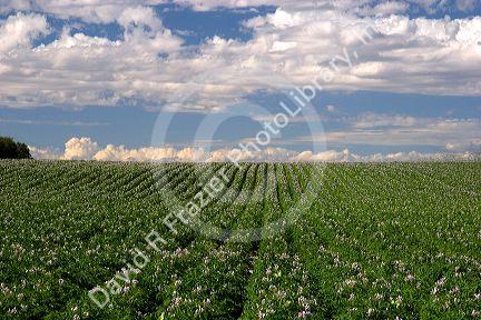 A potato crop in bloom near Burley, Idaho.