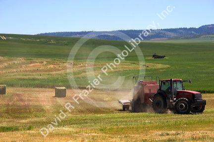 Farmer baling wheat hay near Idaho Falls, Idaho.