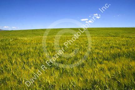 Barley field near Idaho Falls, Idaho.