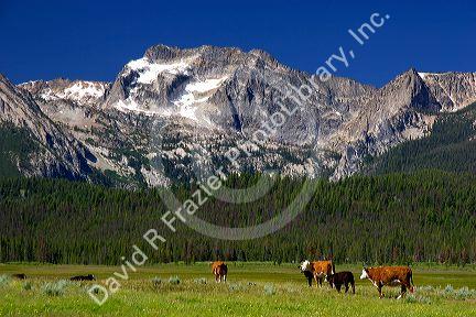 Cattle graze in the Stanley Basin, Idaho.