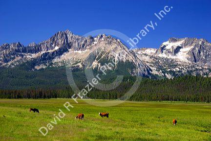 Cattle graze in the Stanley Basin, Idaho.