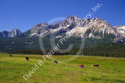 Cattle graze in the Stanley Basin, Idaho.