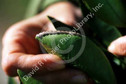 Katydid eggs on an orange tree leaf.
