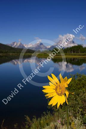 Teton National Park along the Snake River, Wyoming.  Yellow balsam root flower in foreground.