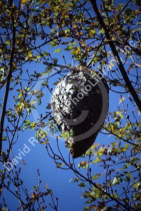 A hornet nest hangs in a tree.