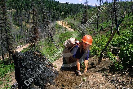 A forest service worker plants new trees in an area of the Boise National Forest that was burned buy a forest fire, Idaho.