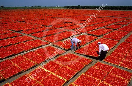 Workers move a try of tomatoes being sun dried in California.